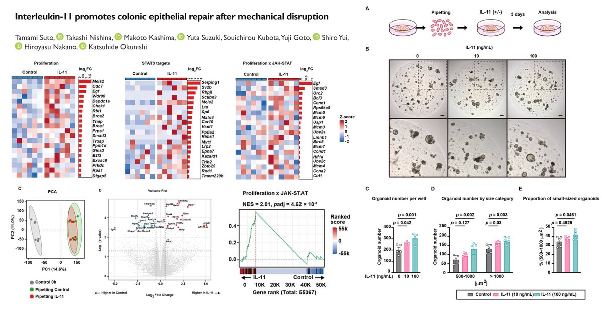 HaoYin20's tweet photo. Mechanical perturbation (pipetting) & Reassembly of 🐭colon epithelial organoids😎

Mimicking acute colon injury with epithelial contact/barrier disruption

Organoid size-dependent effects of IL-11-JAK/STAT3 axis🤠

Meis1 & more non-canonical IL-11-responsive genes!😆

@nishina_takashi bioRxiv 2026
https://t.co/jAhttIciQD