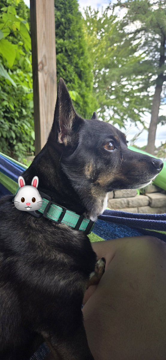 zazzjess's tweet photo. Hammock cuddles https://t.co/mpUNwXetaN