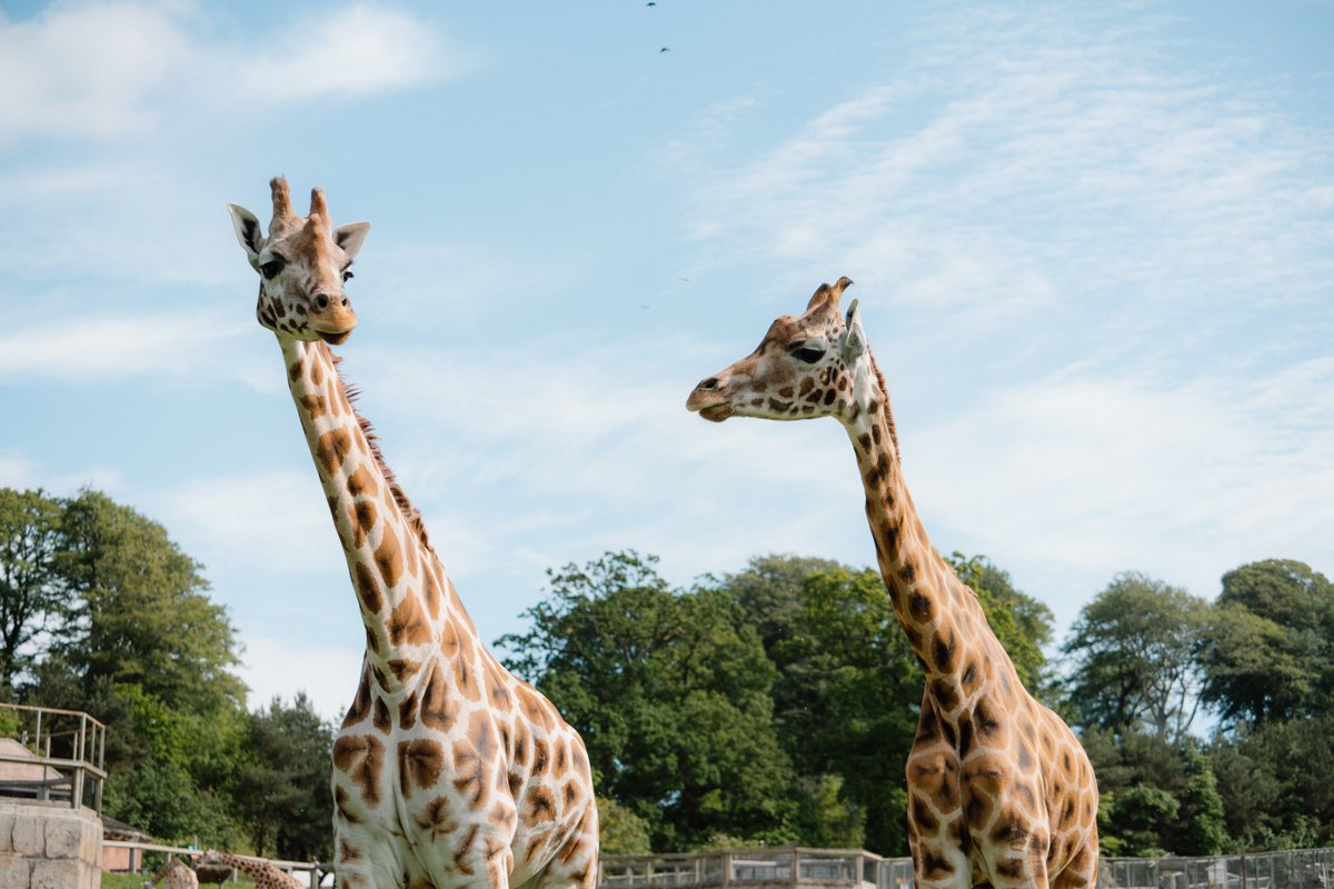 Longleat tweet picture