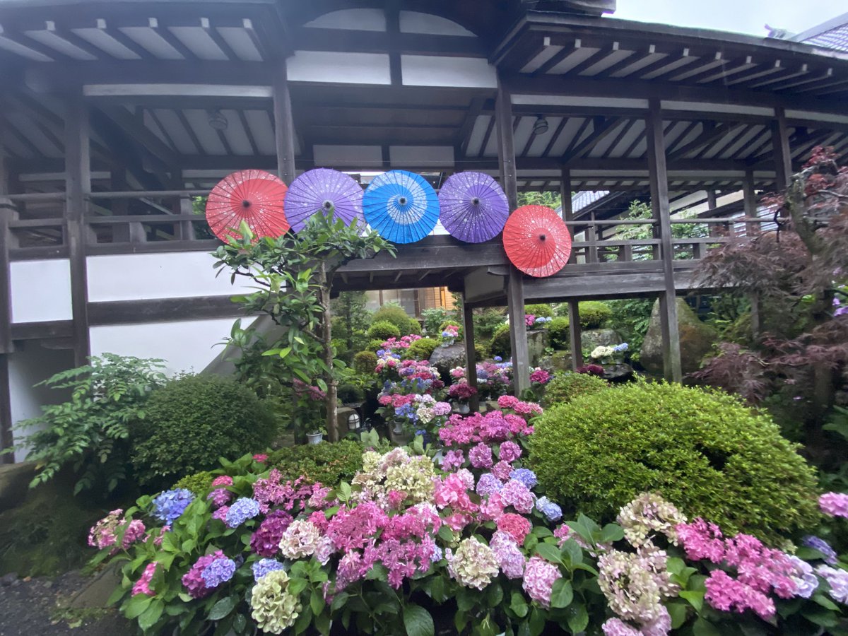 Elepireality's tweet photo. 紫陽花もりもり https://t.co/DMcl8JLg8k