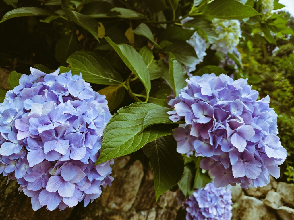 mizuna08's tweet photo. 紫陽花綺麗だったな https://t.co/mEBO6zw1kP