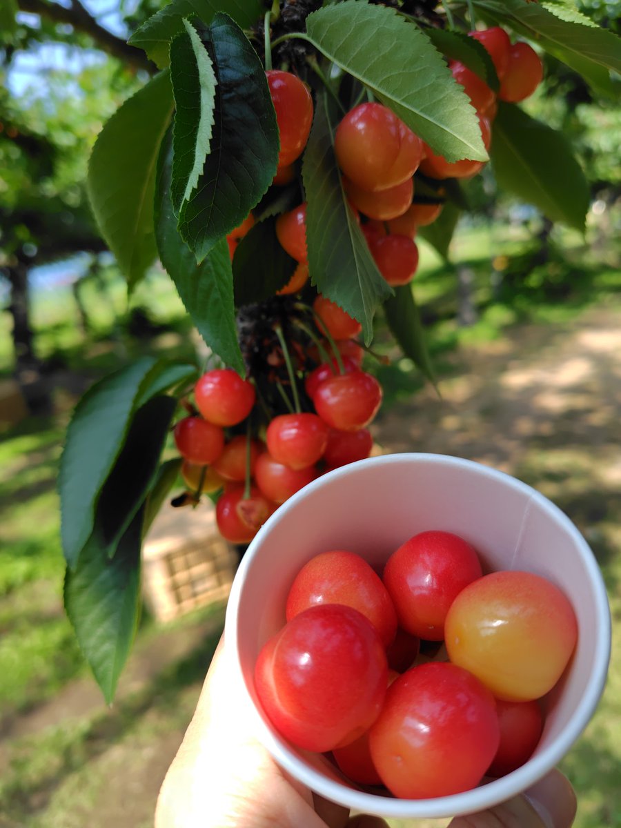 micchy37's tweet photo. 先日も福島で
さくらんぼ🍒狩りして
一生食べて居られるくらい
さくらんぼが大好きです https://t.co/x25Re00xEF