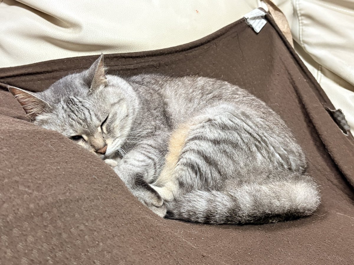 ___maetaro's tweet photo. まいん　が　ホットプレート　を　てにいれた！
さっそく　もんじゃパーティ　だ！ https://t.co/tOelHbfV1W
