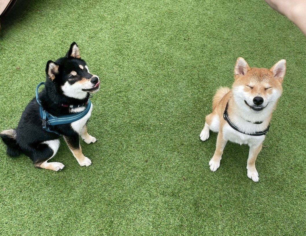 Biwanosuke84's tweet photo. 最高の休日！
姉のむくげちゃんとドッグランへ！💨
ギリ曇り予報に賭けて行ったら、しっかり雨！笑　でも貸切で走り放題でした☺️
ずっと一緒に遊んで走ってワンプロして
(むくちゃんの🙇)水飲んで、
かわいい〜〜〜〜〜〜〜〜
また遊んでください✨ https://t.co/xIvcRg3io1