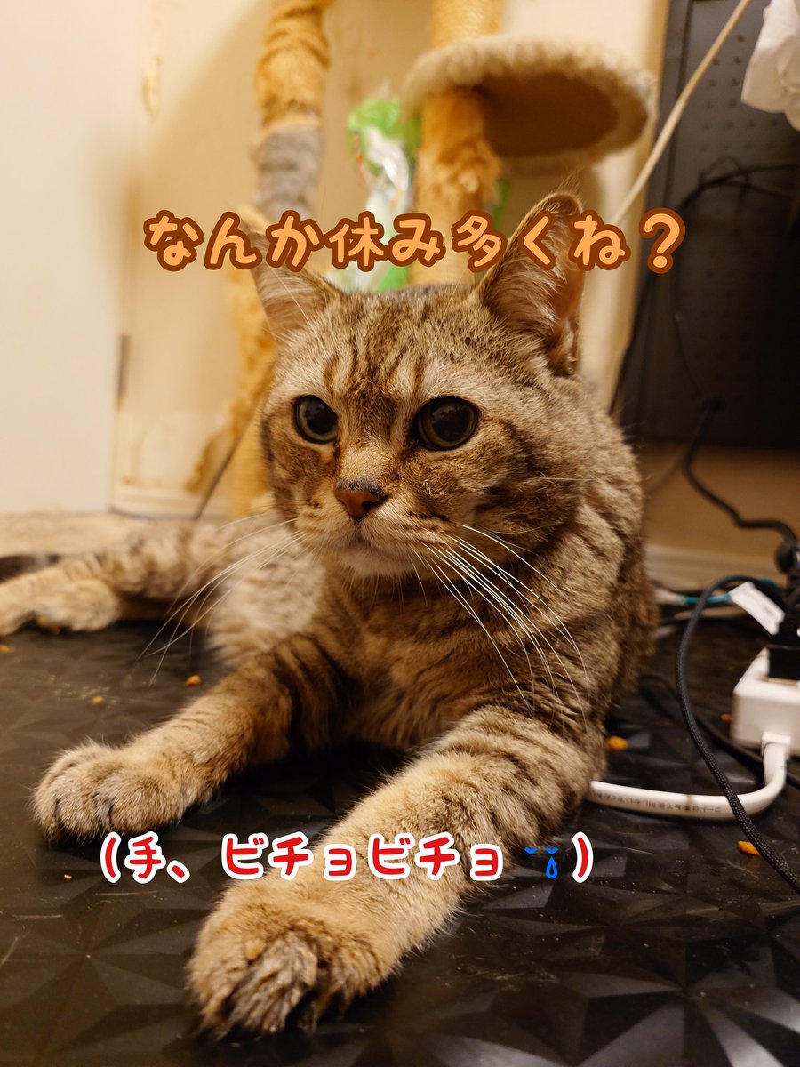 ganbare_0618's tweet photo. 明日も雨☔️⤵️#ねこ #土アップ祭り #猫のいる生活 #猫好きさんと繋がりたい https://t.co/D8pBJoKmri