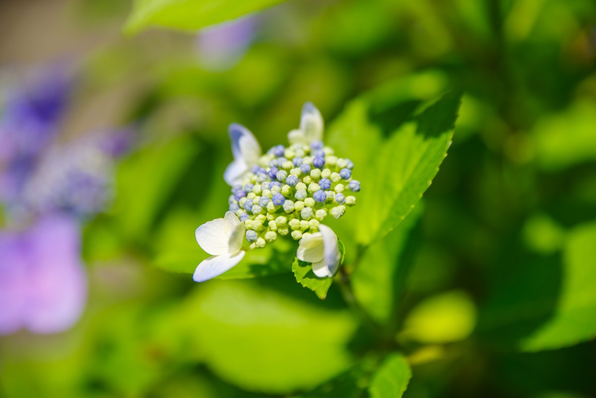 ftatf2's tweet photo. 6月の花 https://t.co/kGtSGvC6aS