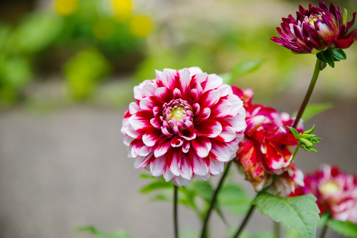 ftatf2's tweet photo. 6月の花 https://t.co/kGtSGvC6aS