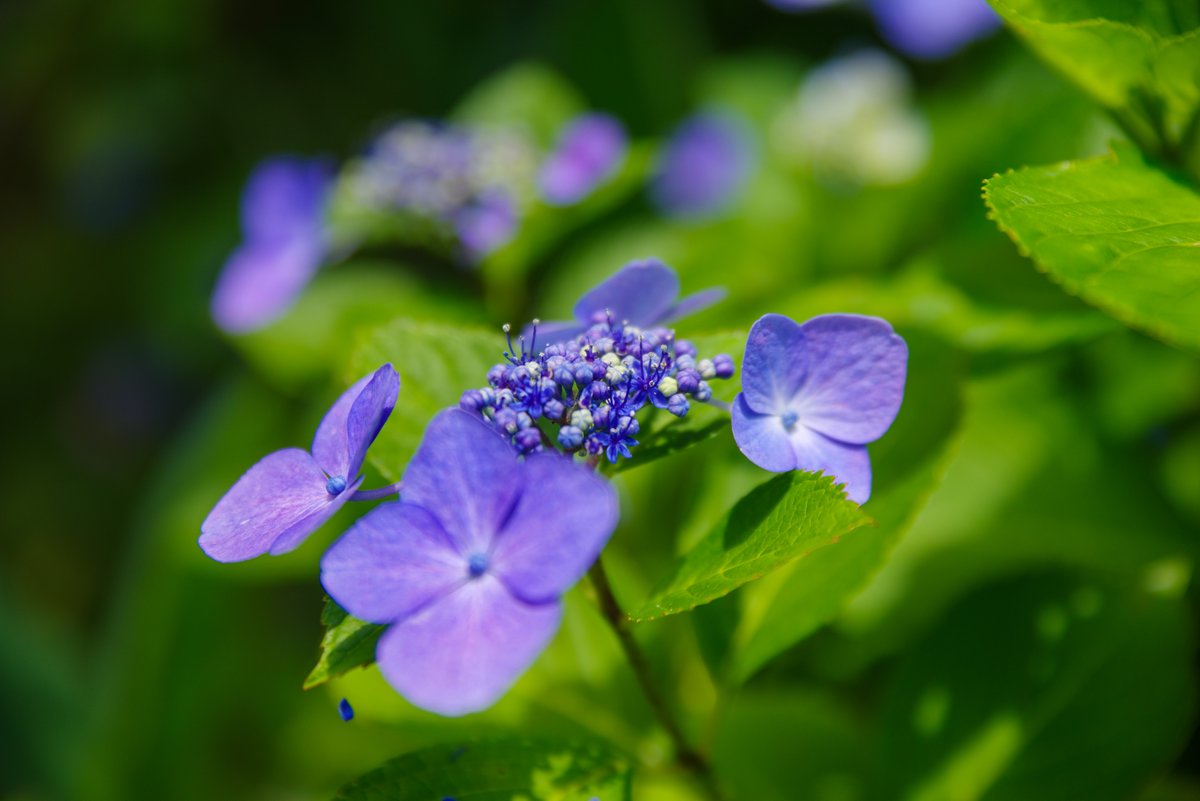 ftatf2's tweet photo. 6月の花 https://t.co/kGtSGvC6aS