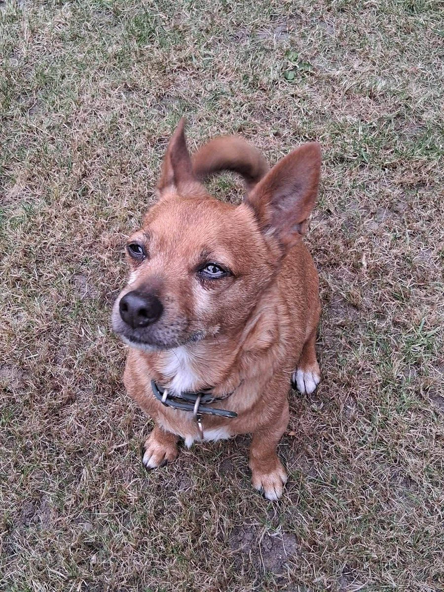 rescuedoggypaws's tweet photo. Chase is in #Norfolk. Chase is an owner surrender, but the Rescue are happy to help him. He is a chihuahua mix who is 6-8yrs . His owner died a couple of years ago so her daughter took him on, but she has health issues and feels she isn't giving him enough
https://t.co/aHPMoUklpi https://t.co/k3WfhjQs79