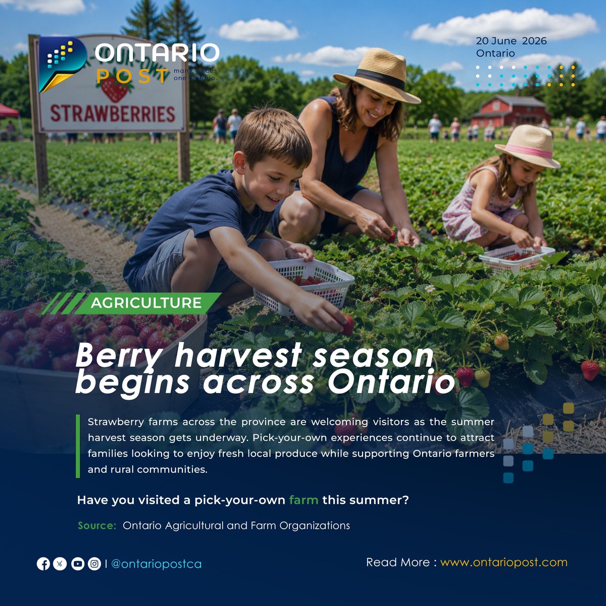 TheOntarioPostM's tweet photo. Berry harvest season begins across Ontario

https://t.co/DSxp1n7ubO

#OntarioNews #OntarioAgriculture #StrawberrySeason #PickYourOwn #OntarioFarms #SupportLocal #OntarioSummer #TheOntarioPost #ManyVoicesOneOntario https://t.co/Rni2mZE2aW