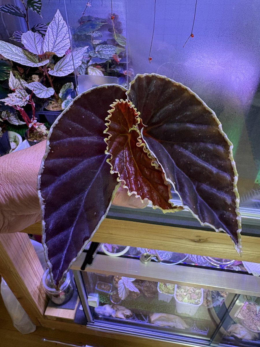 nico_suka's tweet photo. ベゴニア #ダースベーデリアーナ
Begonia #darthvaderiana
旅立った株 https://t.co/LeoHu40hZp