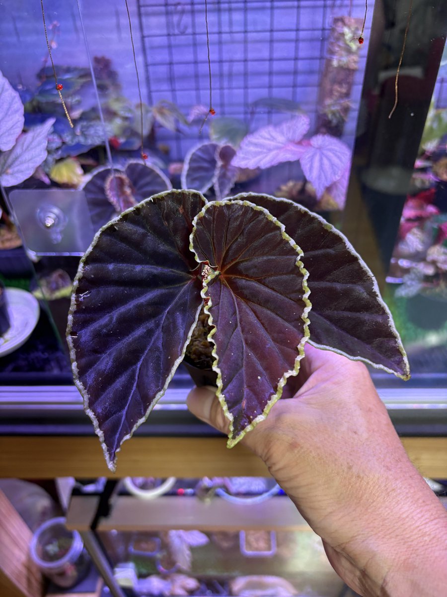 nico_suka's tweet photo. ベゴニア #ダースベーデリアーナ
Begonia #darthvaderiana
旅立った株 https://t.co/LeoHu40hZp