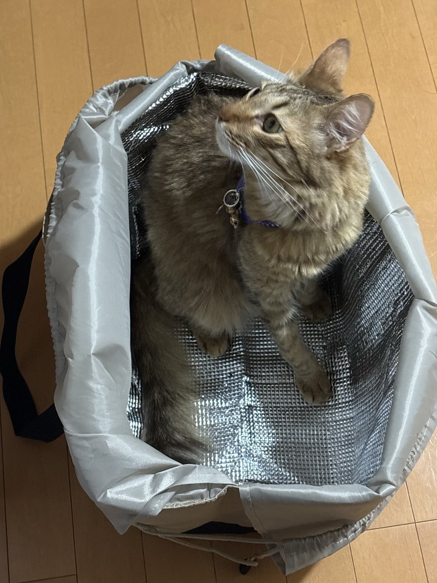 587Strings's tweet photo. 早くお買い物行こうよ！
単にお外に出たいだけでしょ……

もじゃもじゃたるさんは猫のお手本みたいに自由気まま
独立心が高くゴロすりも減ってきた
興味に忠実で私が自宅内を移動してると付きまといは激しい

クセ強い系たるさん https://t.co/RX1fVHgl5G