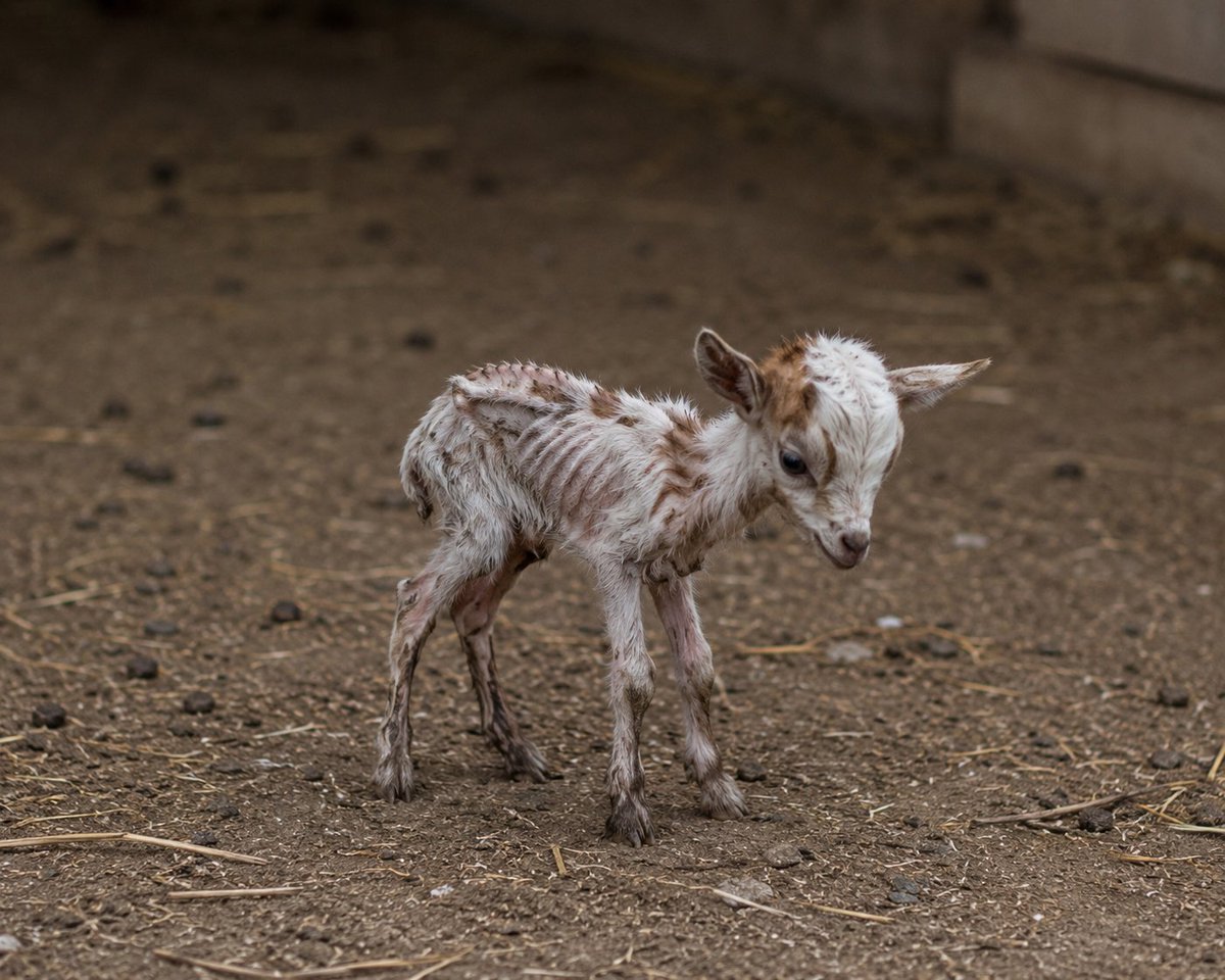 Droctopie's tweet photo. @Arsenalbabyyy Your goat without fifa https://t.co/RSpaZPMdAb