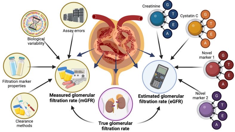 dr_yograj's tweet photo. Answer: C) Cystatin C
Among the options, Cystatin C is the most accurate single marker of kidney filtration (glomerular filtration rate, or GFR). It is produced at a constant rate by all nucleated cells, freely filtered by the glomeruli, and almost completely reabsorbed and catabolized in the tubules with minimal tubular secretion or extra-renal clearance. This makes it far less influenced by muscle mass, diet, or other non-renal factors compared to the alternatives.
———————————————
•  Serum urea (A) fluctuates wildly with protein intake, hydration, GI bleeding, and liver function.
•  Serum creatinine (B) is the most common but imperfect.
•  Urine output (D) reflects volume status and tubular function more than precise filtration rate and is unreliable as a standalone GFR marker.
——————————————
Bonus write-up:
Creatinine Lies: Why the Most Popular Kidney Test Misleads Millions
Serum creatinine is the world’s default kidney test, yet it’s a deeply flawed marker of actual filtration (GFR). Produced mainly from muscle breakdown, its blood level depends heavily on muscle mass — so muscular athletes or bodybuilders often register “high” creatinine with perfectly normal kidneys, while frail elderly people, malnourished patients, or amputees can have “normal” creatinine despite significantly reduced GFR. 
As kidney function declines, the tubules secrete more creatinine into the urine, causing creatinine-based estimates to overestimate true GFR by 10–20% or more. Extra-renal clearance (mainly gut degradation) also increases in chronic kidney disease, further distorting results. Diet (red meat), certain medications, lab assay variations, and individual biology add even more noise.
The result? Poor sensitivity for early kidney disease, frequent misclassification of CKD stage, and unreliable medication dosing or risk assessment — especially in non-average body types. Equations try to patch this with age, sex, and race adjustments, but they can’t overcome the fundamental biological variability.
That’s why cystatin C — produced constantly regardless of muscle — often gives a clearer, more accurate picture of real filtration when creatinine is questionable. The popular test isn’t useless, but relying on it alone is like judging a car’s performance by its speedometer while ignoring the engine. 
#MedTwitter #MedEd #MerX @IhabFathiSulima