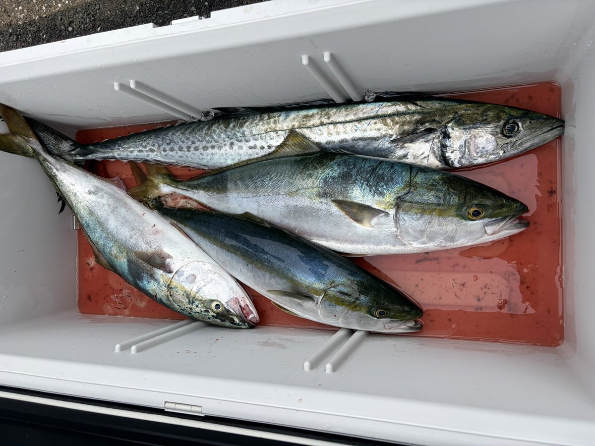 FishingLoverTN's tweet photo. サワラ1本 90センチ‼️
ワラサ2本
バラし3本
バラしたやつの方がデカイワラサだったな

先週に引き続き、3釣行連続でいい思いできました！ https://t.co/uu2vPqubep