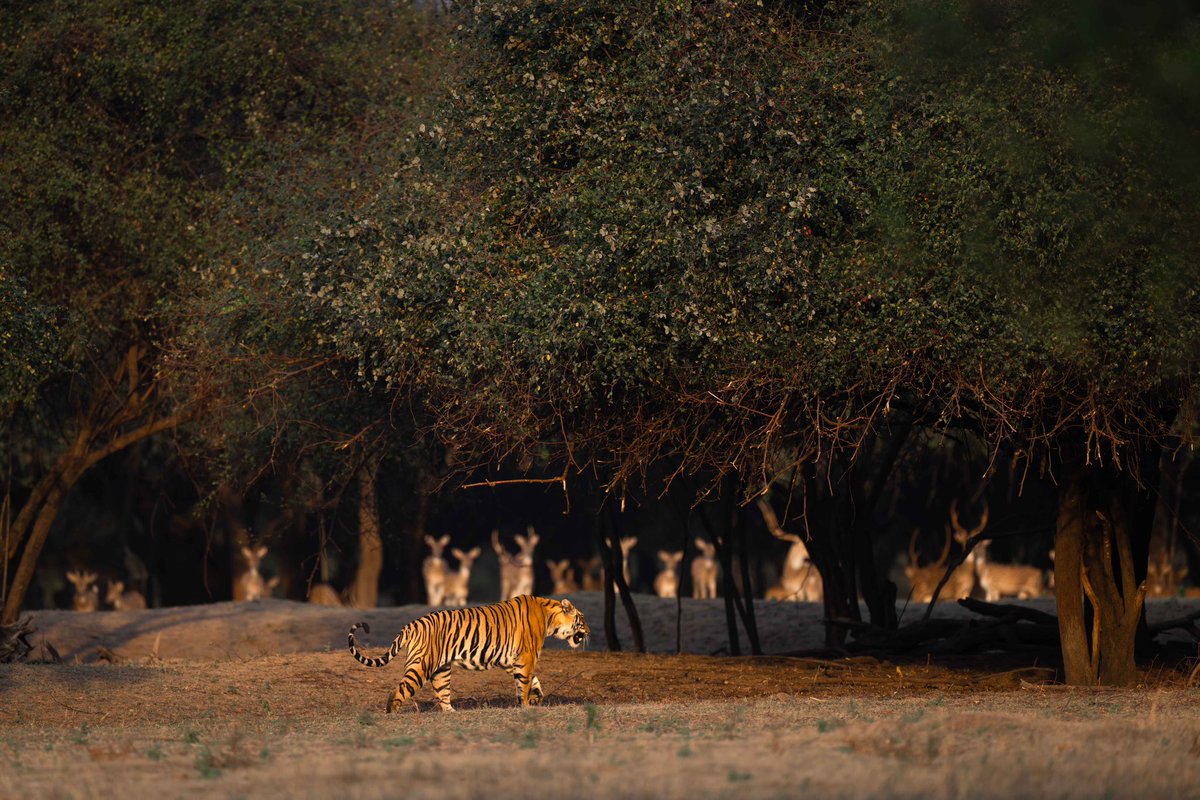 _ronney_pu's tweet photo. Panna Tiger Reserve is one of Madhya Pradesh’s most pristine forests and remains a hidden gem for many wildlife enthusiasts.
A remarkable success story of tiger translocation and conservation, Panna deserves a place on every wildlife traveller’s list. https://t.co/FHZrntdaBj