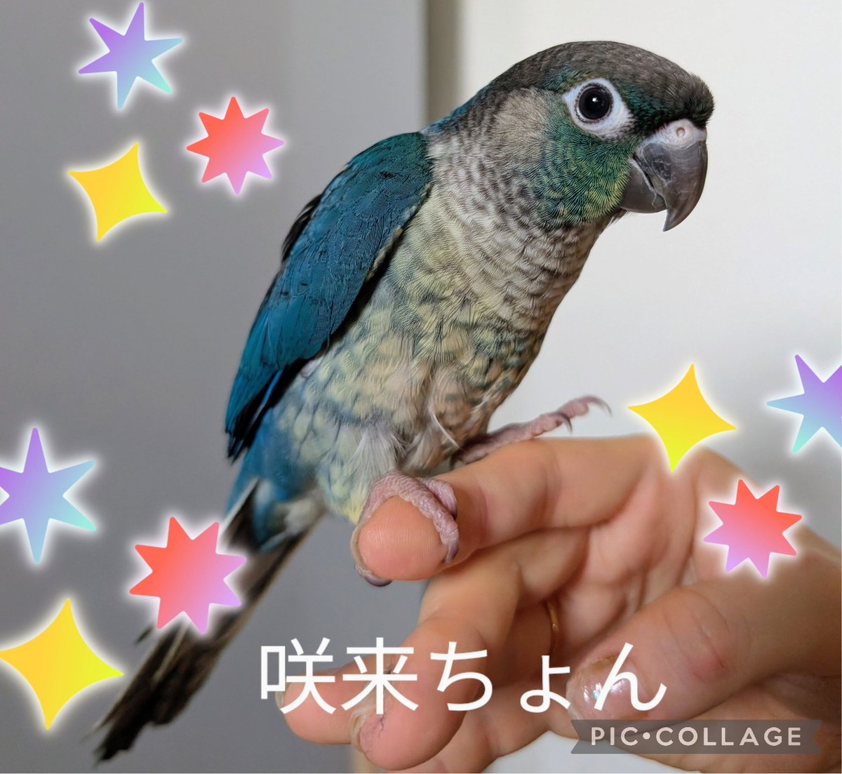 enryu3150's tweet photo. 人生の半分以上を愛鳥とポケモンと共に歩んできました🐦️🌟

2026年6月20日にウロコインコの咲来（さら）ちょん（生後2ヶ月）の里親になりました✨🐣

ポケモンは銀から、BWで初国際孵化、ポケGO、ZA、色粘りが大好き💫

小鳥や色違いに興味がある方、お気軽に遊びに来て下さい✨😊🌈☘️ https://t.co/6OhOob7kFS