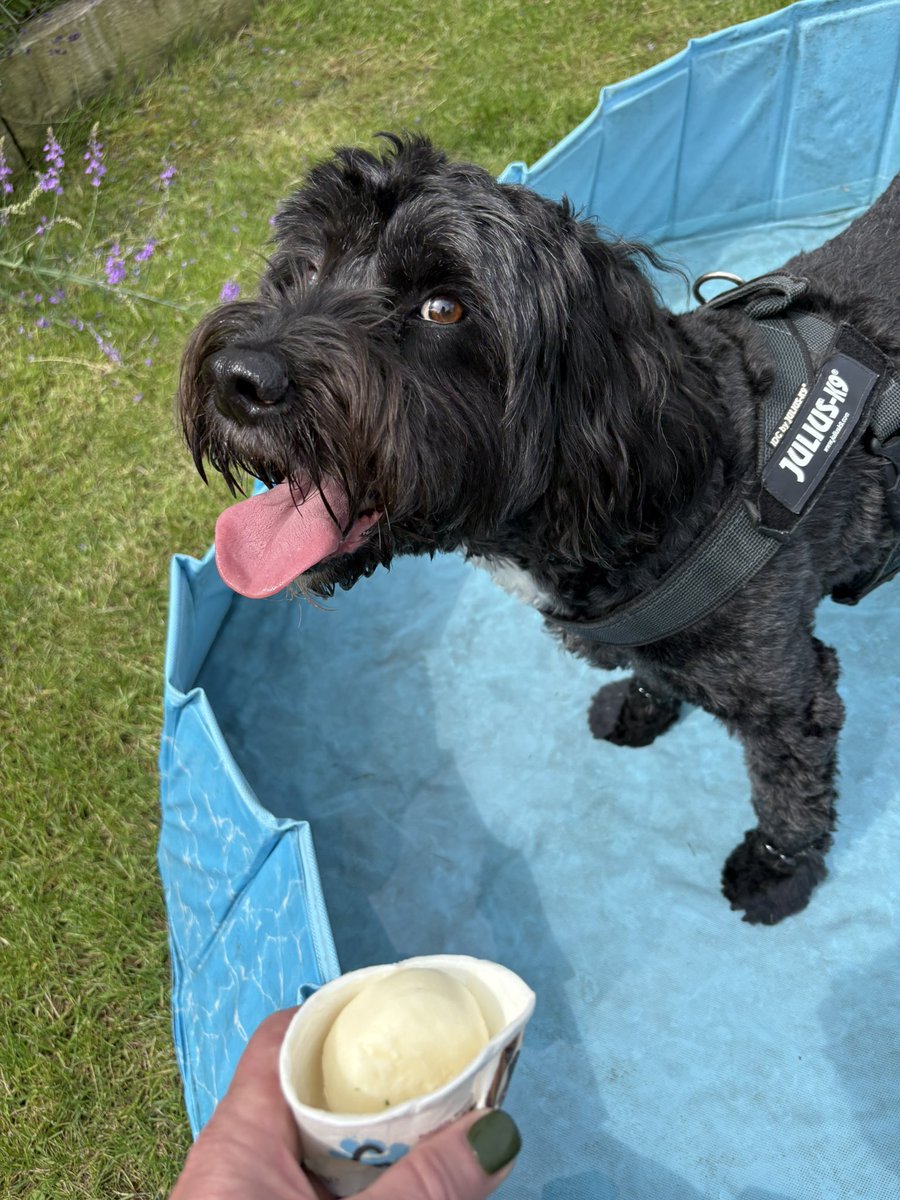 PantsLadyW4's tweet photo. Spoiling the dog - long shady walk, pool, ice cream and cuddles w Gareth &amp; Emma and a nose boob with Bob &amp; Dolly at @bemorebob2 before a leafy walk to the muddy stream in Pittville Park https://t.co/4bRHYzFVjy