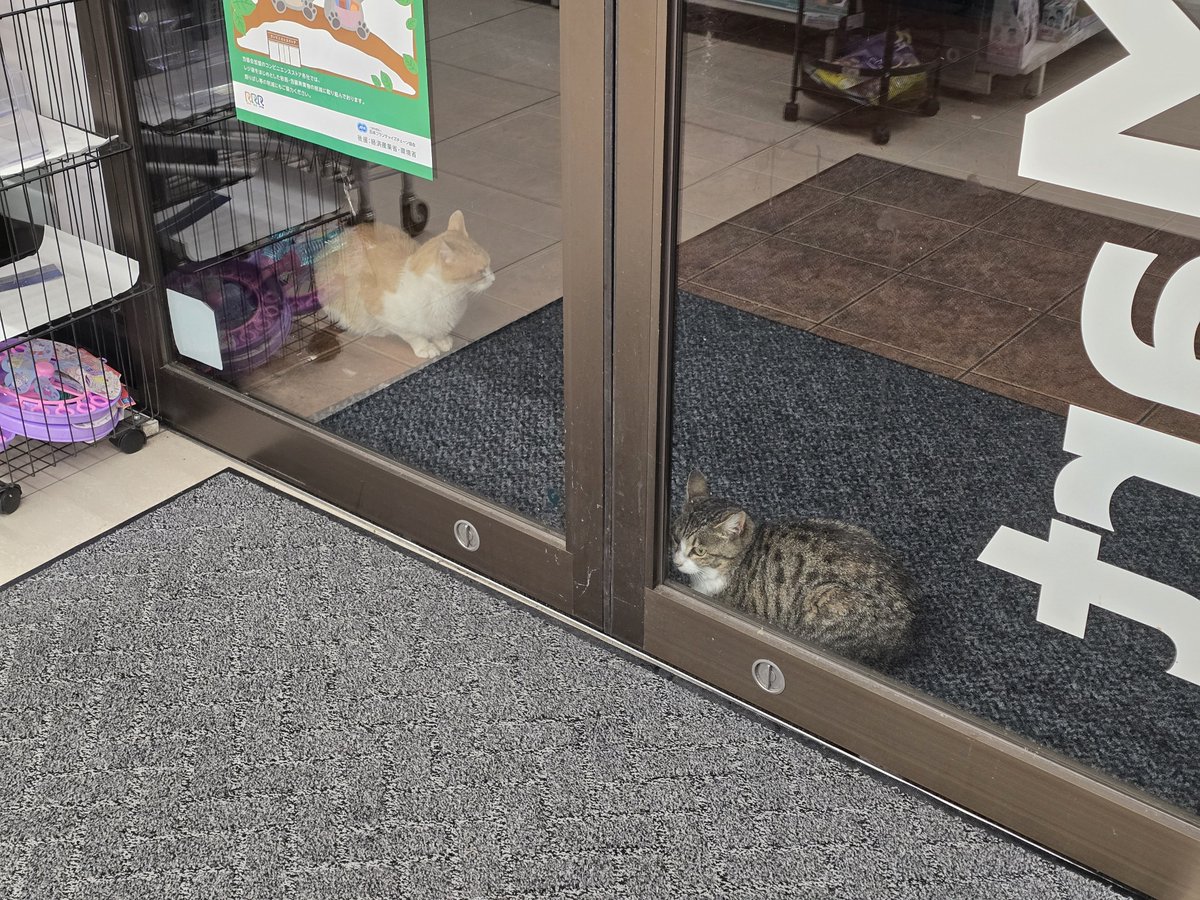 mikenecookapi's tweet photo. 猫ンビニ☺️😸
雨の日もお行儀ヨシ！✨ https://t.co/IqeMTXWszx