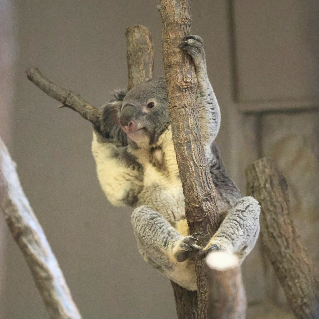 もにゃーー🐨💪🤩