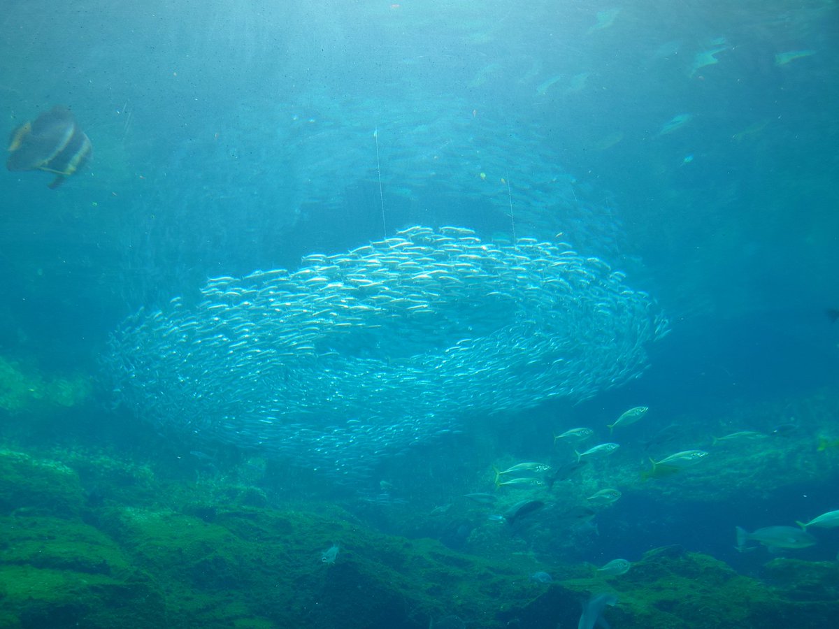 sun_0224's tweet photo. 🌊🐢水族館🪼🌊
✨楽しかった✨ https://t.co/MbX6LT21TA