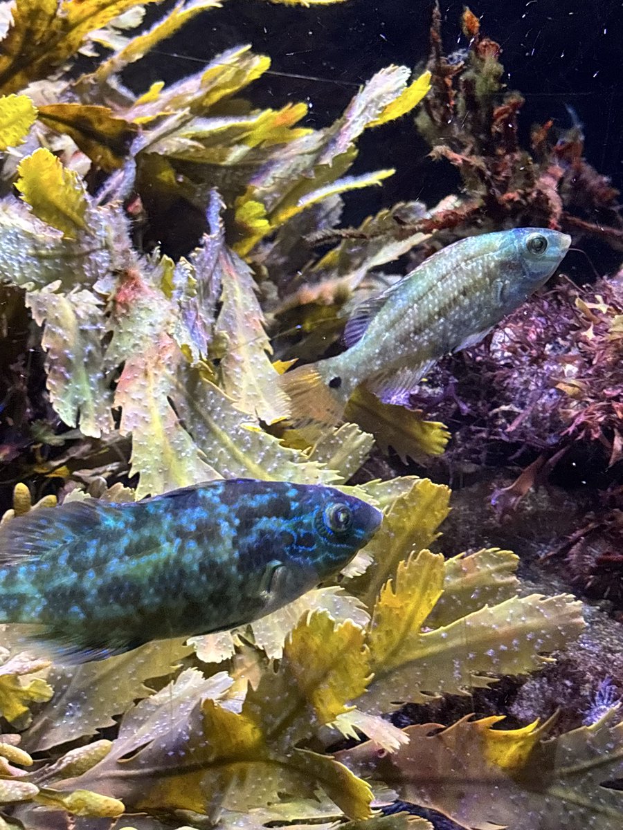 zosterarium's tweet photo. すごく普通な温帯のベラっぽい見た目してるのに、同時にやっぱり日本にはいなそうな見た目をしてるベラ
Corkwing wrasse (Symphodus melops)だって https://t.co/cQ4jazxugo
