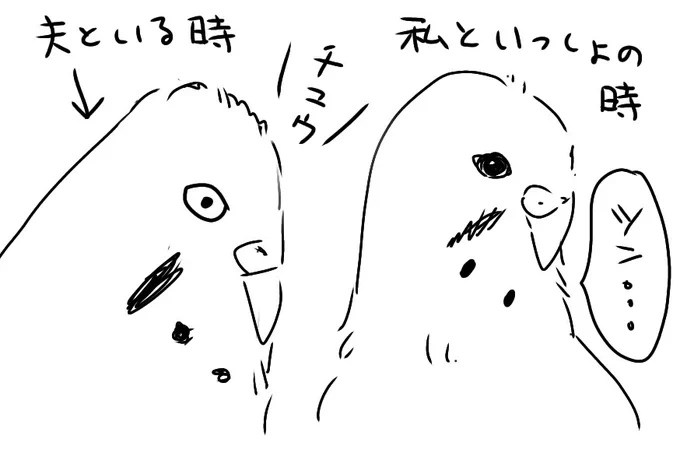 響ちゃんが夫と一緒の時は頭部の羽毛が盛り上がり、点目になり後頭部が平らにみえるほど見た目が変わる。さらに「チュウ!」を連発する。チュウばかりしあっている。
世話や放鳥をする私にはそれがない。
#セキセイインコ 