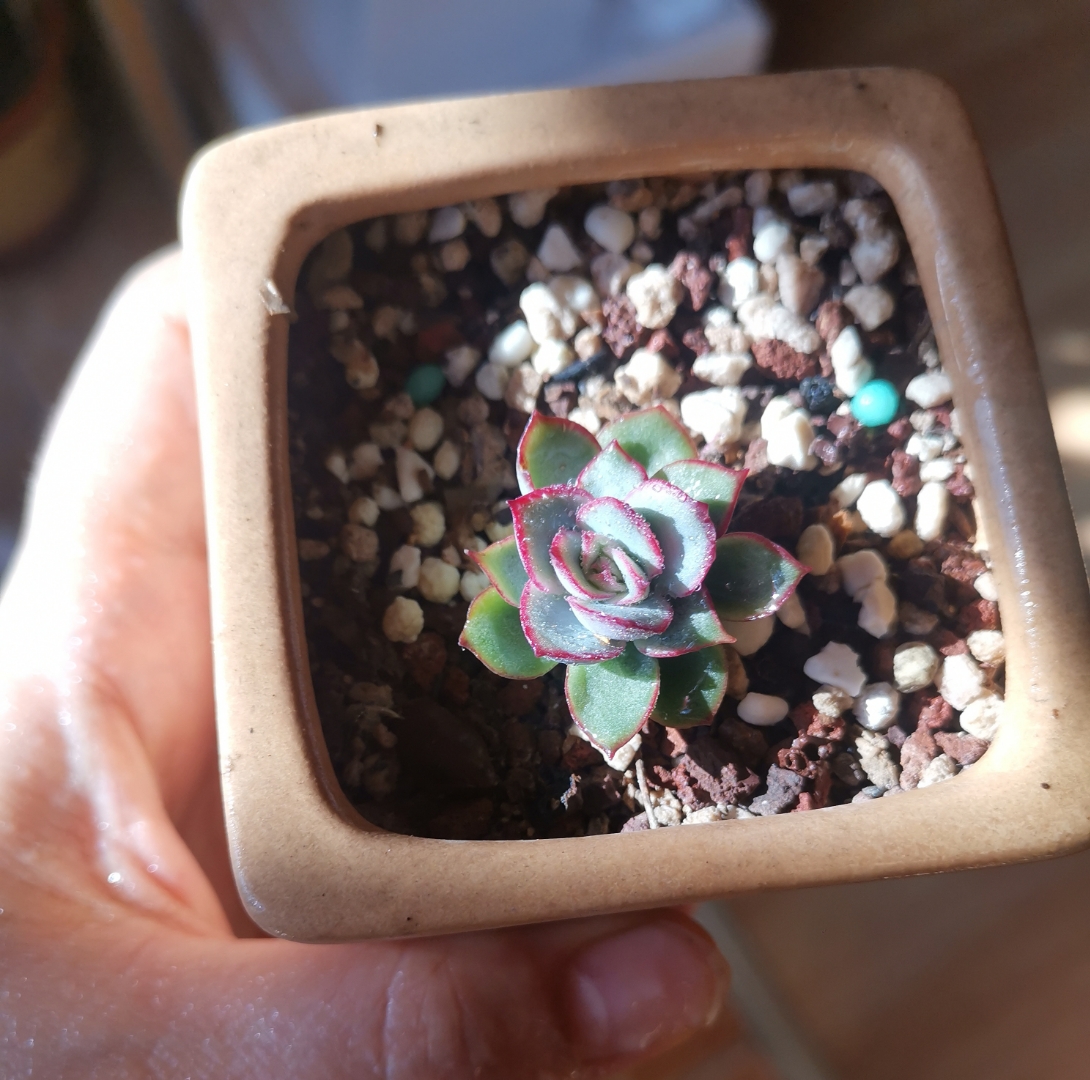 diam_rich's tweet photo. Just upcycled an old mason jar into a tiny plant prop! Saved $5 and added a cozy touch to my desk.  #DIYCrafts #UpcycleIdeas https://t.co/NqzxB4Xvc3