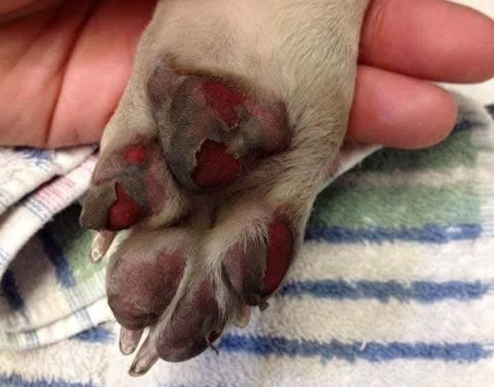 lolitazemorita's tweet photo. 🚨Vigilance orange canicule, attention aux promenades de chiens, un danger réel pour vos animaux.

Alors que la Meurthe-et-Moselle est placée en vigilance orange canicule, les autorités et les professionnels du monde animal appellent les propriétaires de chiens à la plus grande prudence.

Avec des températures particulièrement élevées, une simple promenade peut rapidement devenir dangereuse pour un animal. Chaque année, de nombreux chiens sont victimes de coups de chaleur, de déshydratation ou de brûlures aux coussinets lors des épisodes caniculaires.

Contrairement aux humains, les chiens régulent difficilement leur température corporelle. Une exposition prolongée à la chaleur peut provoquer une détresse respiratoire, un malaise, voire entraîner la mort dans les cas les plus graves.

🔴 Évitez les promenades aux heures les plus chaudes :

Les sorties sont fortement déconseillées entre 10h00 et 19h00, période durant laquelle les températures atteignent généralement leur maximum.

Privilégiez les promenades tôt le matin ou tard en soirée lorsque la chaleur devient plus supportable.

🔴 Recherchez les zones ombragées :

Parcs, forêts, chemins boisés ou secteurs ombragés permettent de limiter les risques liés à une exposition directe au soleil.

🔴 Le bitume peut brûler les coussinets

Avec la vigilance orange, certaines surfaces peuvent dépasser les 50°C. Le bitume, les trottoirs et les pavés peuvent provoquer des brûlures parfois sévères aux pattes des animaux.

Une règle simple, si vous ne pouvez pas poser votre main plusieurs secondes sur le sol, votre chien ne devrait pas marcher dessus.

🔴 Hydratez régulièrement votre animal :

Lors de chaque sortie, emportez de l'eau fraîche et faites boire votre chien régulièrement. Une déshydratation peut survenir rapidement pendant les épisodes de canicule.

🔴 Les signes d'un coup de chaleur. Soyez attentifs si votre chien présente :

• Un halètement excessif

• Une fatigue inhabituelle

• Une salivation importante

• Des difficultés respiratoires

• Des vomissements

• Une perte d'équilibre

• Un malaise

Dans ce cas, placez immédiatement l'animal dans un endroit frais et contactez un vétérinaire sans attendre.

🔴 Des sanctions en cas de négligence :

Les autorités rappellent que mettre volontairement un animal en danger ou ne pas lui apporter les soins nécessaires peut être considéré comme de la maltraitance animale.

Des sanctions pénales peuvent être prononcées en cas de négligence grave ayant entraîné des souffrances ou des blessures.

Avec cette vigilance orange canicule, quelques précautions simples peuvent sauver la vie de votre compagnon à quatre pattes. Pensez à lui : s'il fait trop chaud pour vous, il fait souvent encore plus chaud pour lui.