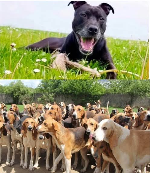 AdeaClaude's tweet photo. Une majorité d’experts canins explique que Curtis est innocent et que seule la meute de la chasse à courre est responsable.
Comment est-ce possible que la justice ne tienne pas compte de tous ces témoignages fondés ?

David P. https://t.co/cHRgMG3Bx0