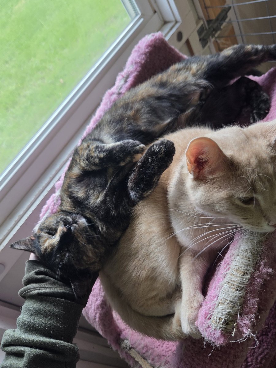 RappCatsAdopt's tweet photo. Lizzy and Taz truly are so content to always be together and on top of each other!

#Bonded #RelationshipGoals #AdoptUs #Virginia https://t.co/ET4Kv8jHqv