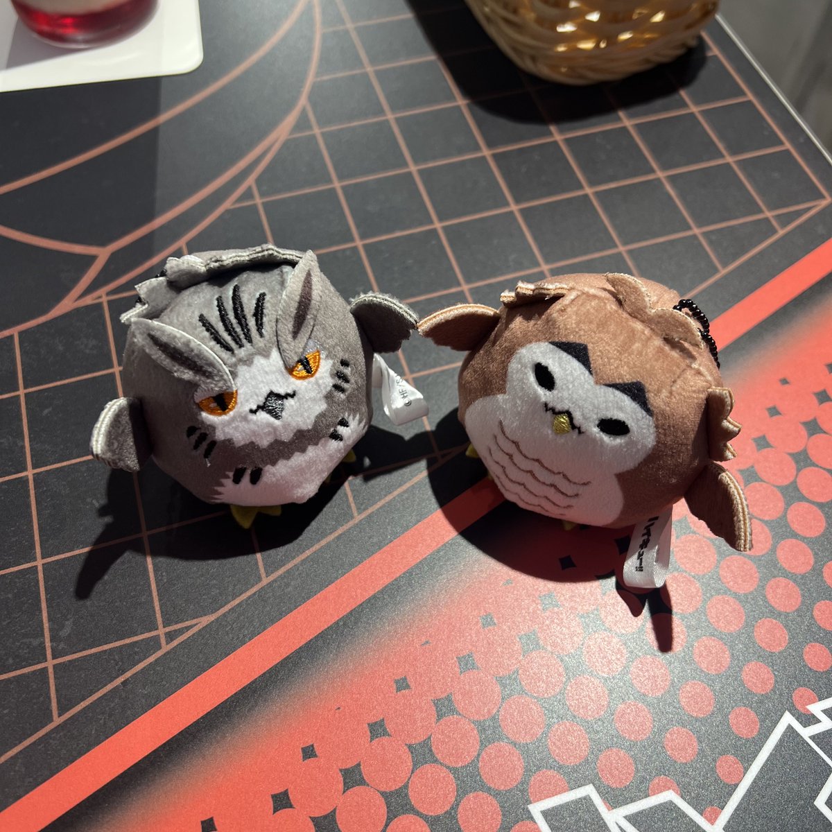 ttr_mfmf's tweet photo. 非常に愛くるしい仲間が増えました
ほんっっっとにかわいい https://t.co/eybm2OpvVH