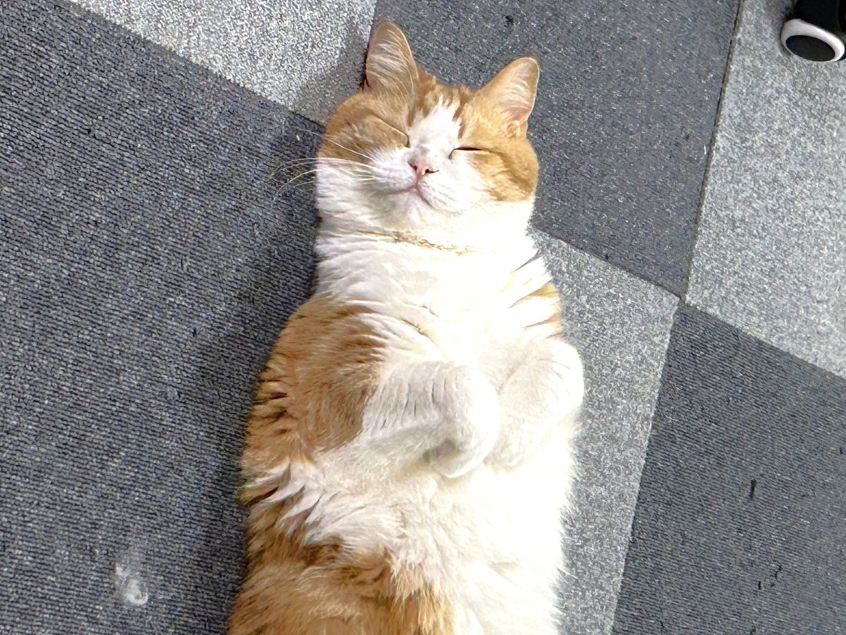 mugimaru1201's tweet photo. (むぎまる)変顔タッグトーナメントいっしょに出ようにゃ🐱
(もっちー)一人で優勝だにゃ、私の出番はないにゃ😹 https://t.co/fel421xgFs