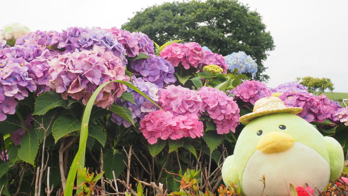 tkr33q's tweet photo. 水無月ピッチ https://t.co/nmoqFBqDBX