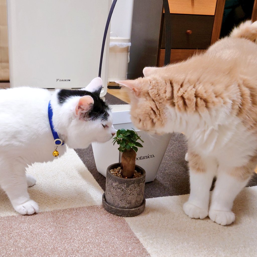 yonecchi1976's tweet photo. お昼過ぎから #RYOYAFES に行って来たよ😺
ラストの馬肉カレーと厚切りハムカツサンド食べて、かぁさんはバスタオル2枚とガジュマルを一鉢購入。
ちびっこ達の試合を1時間ちょい見たけど面白かったよ😸
次回あればオトナも参加できるサッカー教室もやって欲しいなぁ🙏
#ブラウブリッツ秋田 https://t.co/loLLlsivsX