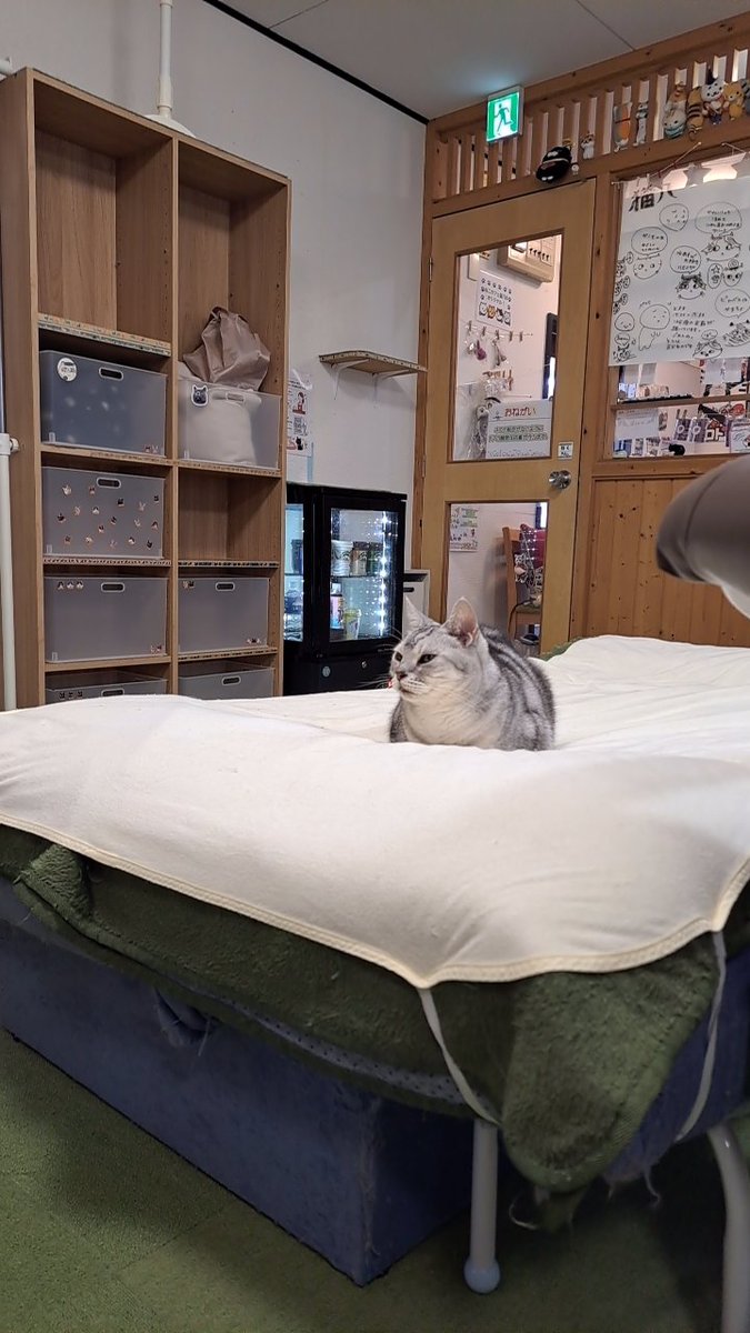 SAOkiritosuki's tweet photo. 八戸猫カフェ～( ´ー`)猫八にいってきました！

猫八は初だったはず🥵
可愛かった🎵黒猫は梅子ちゃんらしい❗
なかなかでてこない猫ちゃんみたいでラッキーだった😸
里親募集してるみたい、うちはチビトラがけんかっぱやいからなぁ
#猫の里親募集
#猫カフェ 　#猫 https://t.co/kht2fdNHLe