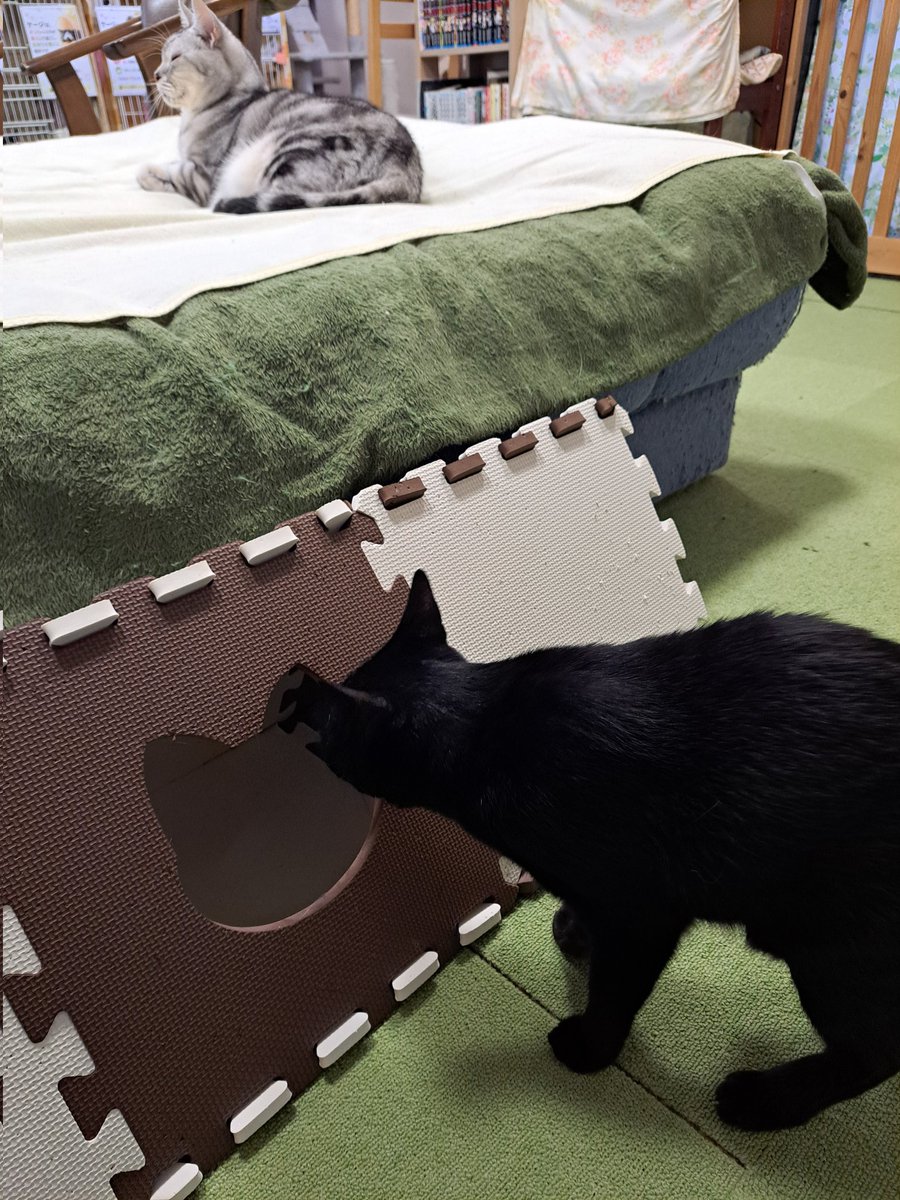 SAOkiritosuki's tweet photo. 八戸猫カフェ～( ´ー`)猫八にいってきました！

猫八は初だったはず🥵
可愛かった🎵黒猫は梅子ちゃんらしい❗
なかなかでてこない猫ちゃんみたいでラッキーだった😸
里親募集してるみたい、うちはチビトラがけんかっぱやいからなぁ
#猫の里親募集
#猫カフェ 　#猫 https://t.co/kht2fdNHLe