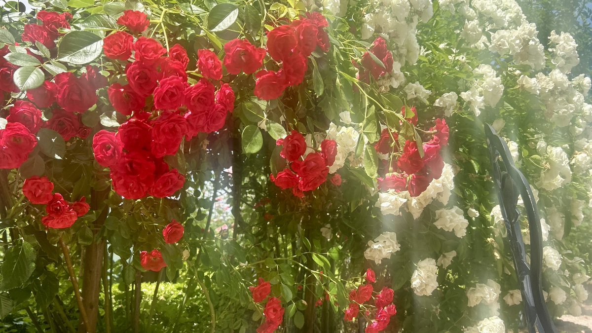 _nurume's tweet photo. 咲きかけの紫陽花と終わりかけのバラ https://t.co/1u1v5hhwx2