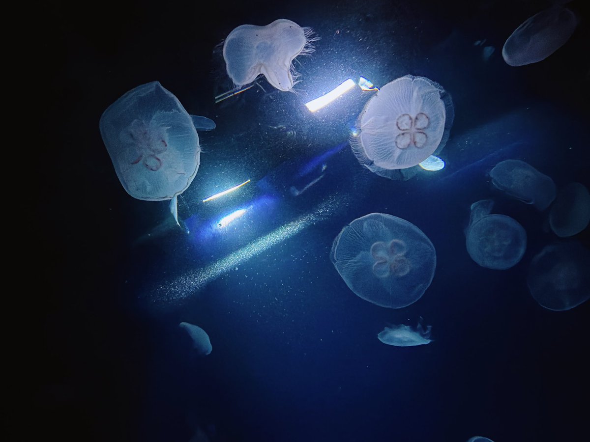 Sorano_hotaru's tweet photo. 水族館行ってきたよ🐧🪼🐙🐟 https://t.co/Op6UtrcGXO