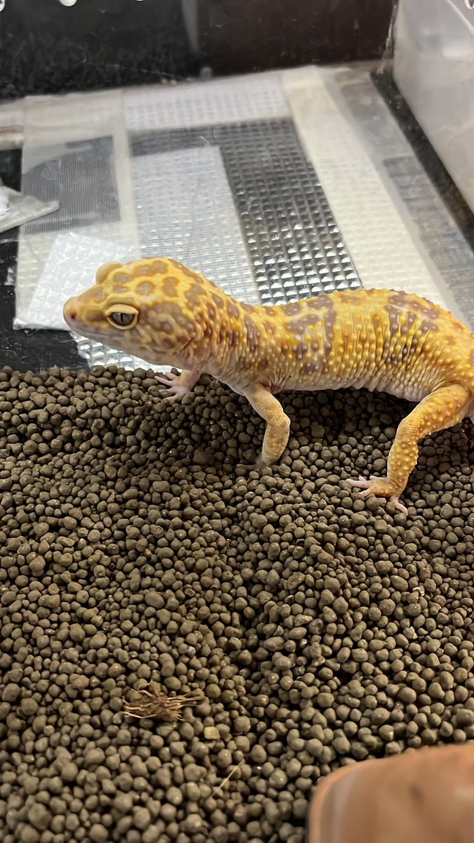 1114imp's tweet photo. ヒョウモントカゲモドキ
色んなモルフ入荷しました！

#ヒョウモントカゲモドキ
#熊本県　#八代市
#IMP #imp #インプ https://t.co/j5ovDJsPfA