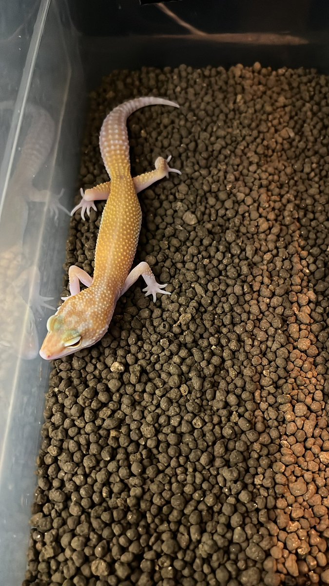 1114imp's tweet photo. ヒョウモントカゲモドキ
色んなモルフ入荷しました！

#ヒョウモントカゲモドキ
#熊本県　#八代市
#IMP #imp #インプ https://t.co/j5ovDJsPfA