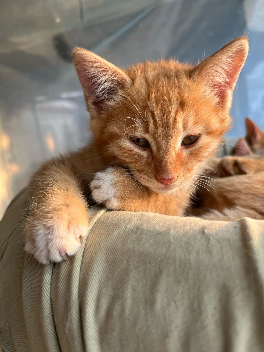 Masha2121213's tweet photo. Spent 10 mins explaining to my campus lab cat that I’m not hiding its favorite tuna in my backpack  The confused head tilt Total reaction to my lies https://t.co/77HI4Y2uA7