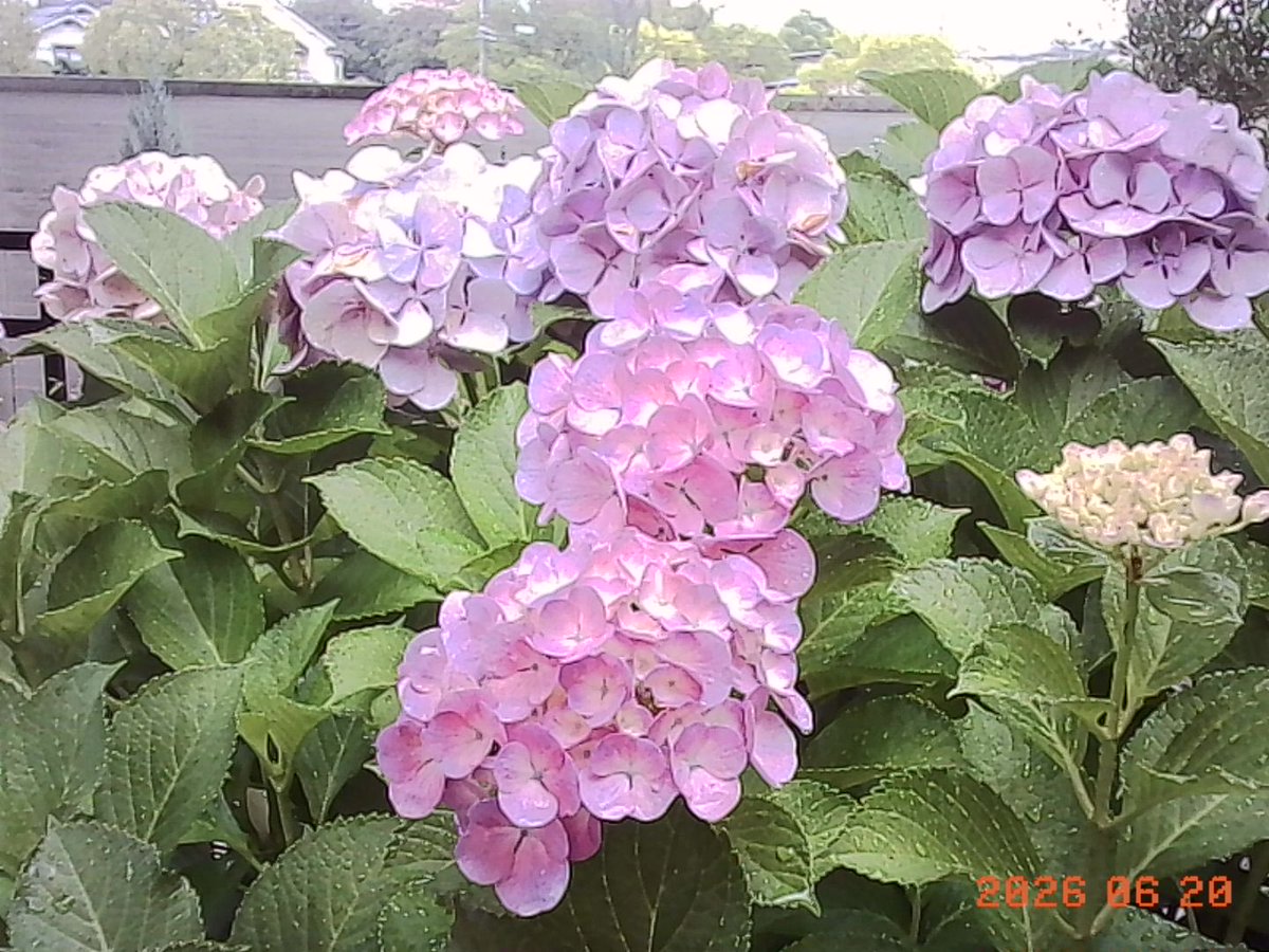 toruta_75sa's tweet photo. 紫陽花のきせつ〜☔️ https://t.co/iX94gyLyk7