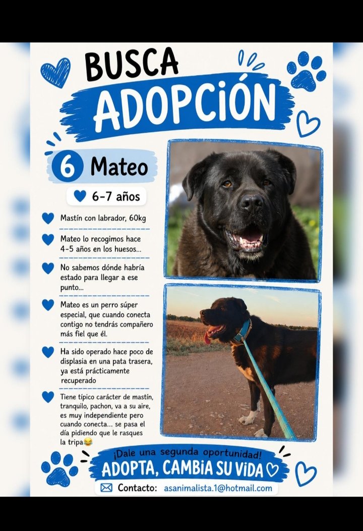 insidedevilinI's tweet photo. se ruega difusión, gracias a todos 
@AnimalistaAsa #AdoptDontBuy #adopcionresponsable #adoptaNo https://t.co/fG8ilzpVGl