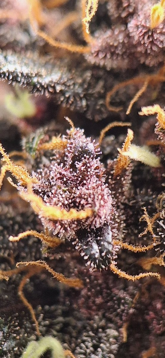 leksative's tweet photo. Auto de um mix pack @Fast_Buds 
Uma grata surpresa essa colocação e cheirinho de limão 🙌🏼🧙‍♂️ https://t.co/GcjPX8oYv8