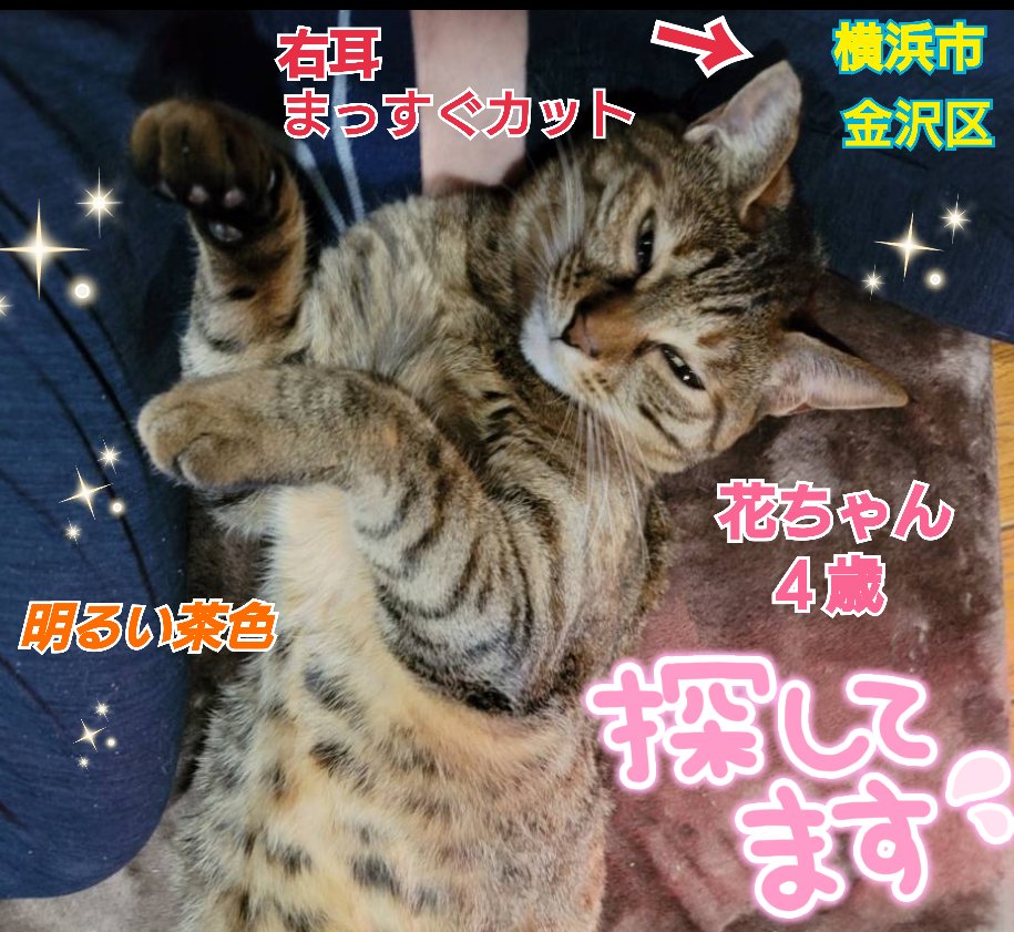 squirrelemi's tweet photo. 猫を探しています。花ちゃん４歳。麦わら猫または、茶系のキジトラ。明るい茶色で右耳がまっすぐカットされています。2024年4月11日横浜市金沢区富岡東の自宅から私の不注意で外に出てしまい迷子のままです。花を保護してくださっているかたはいらっしゃいませんか。
#猫を探しています 
#拡散希望 https://t.co/kjUXZA4NIR