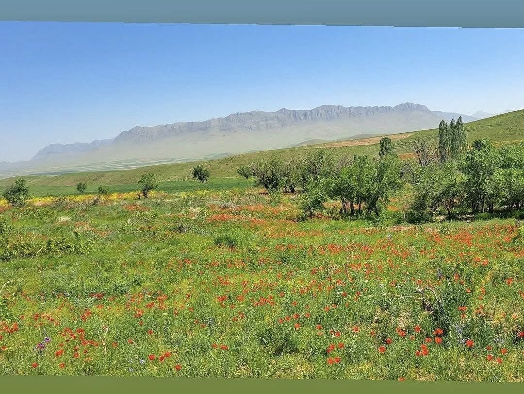Rustayedomesiah's tweet photo. خرداد ماه زیبا و اردیبهشت ماه زیبا را می‌نگریم در زاستار زیبای روستای دمسیاه👍

با سپاس از آقایان #امیدی(مجتبا) #تاجمیری(وحید) از برای فرتورهای زیبایشان🍷🍷

#بهار #کشاورز #کشاورزی #زمین #باغ #درخت #میوه  #دشت #کوه_پرگز https://t.co/h0LA1CFGZE
