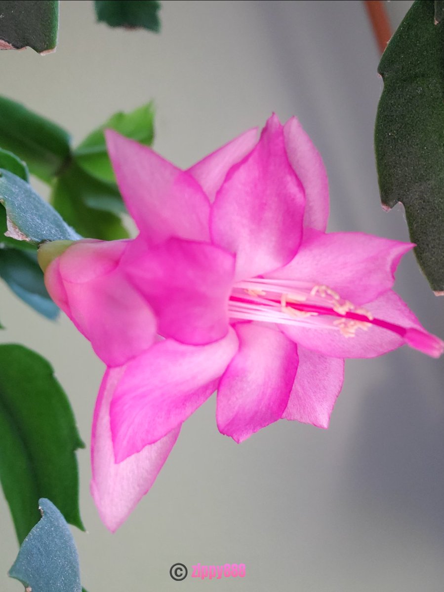 zzippy888's tweet photo. Happy day! π #Thanksgivingcactus #flower #photographyΒ #myplant #bloomscrollingΒ Β #newbloom https://t.co/AeyIOGSfTS