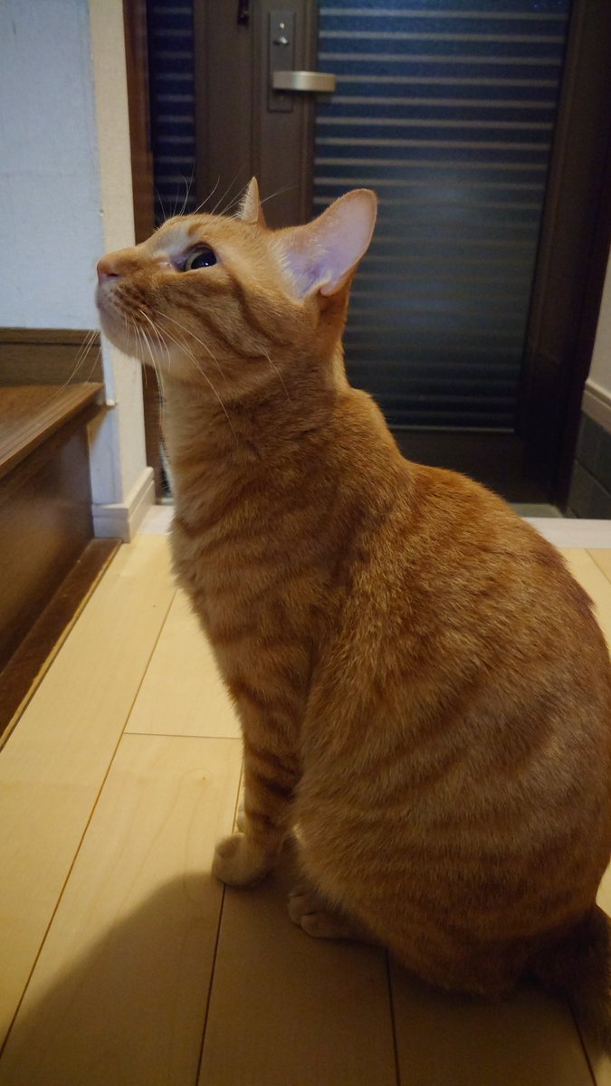 ryuakatsuki0's tweet photo. 町内会の役員会が押したので今日はおやすみです！また明日がんばるにゃ！ https://t.co/heQcMzVSU0